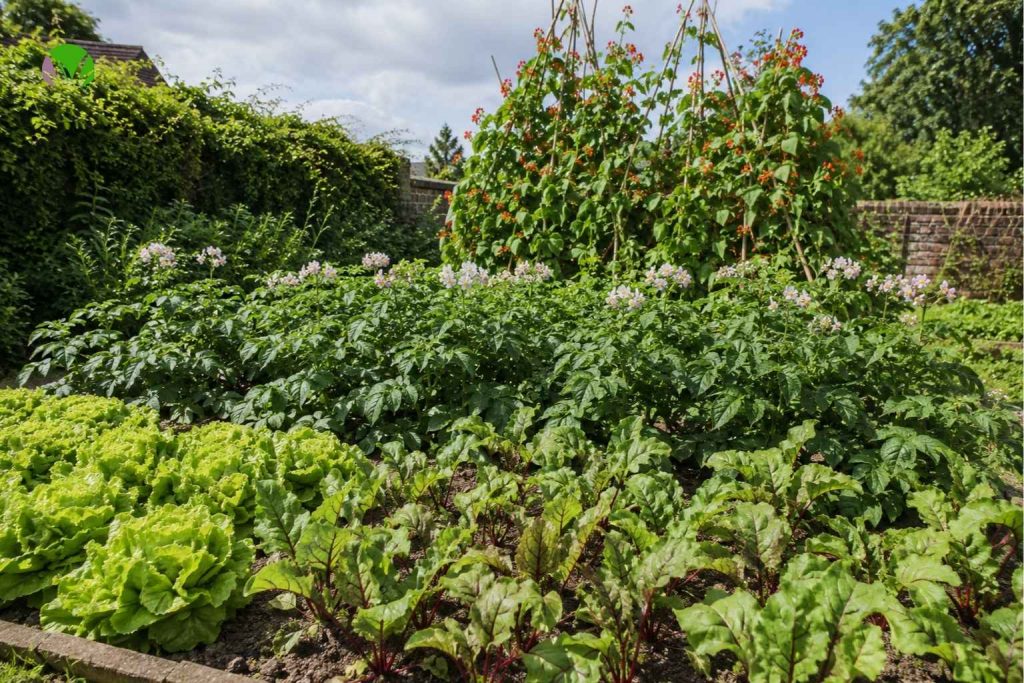 Beginner-friendly UK vegetables including potatoes, runner beans, lettuce and beetroot growing together in a back garden