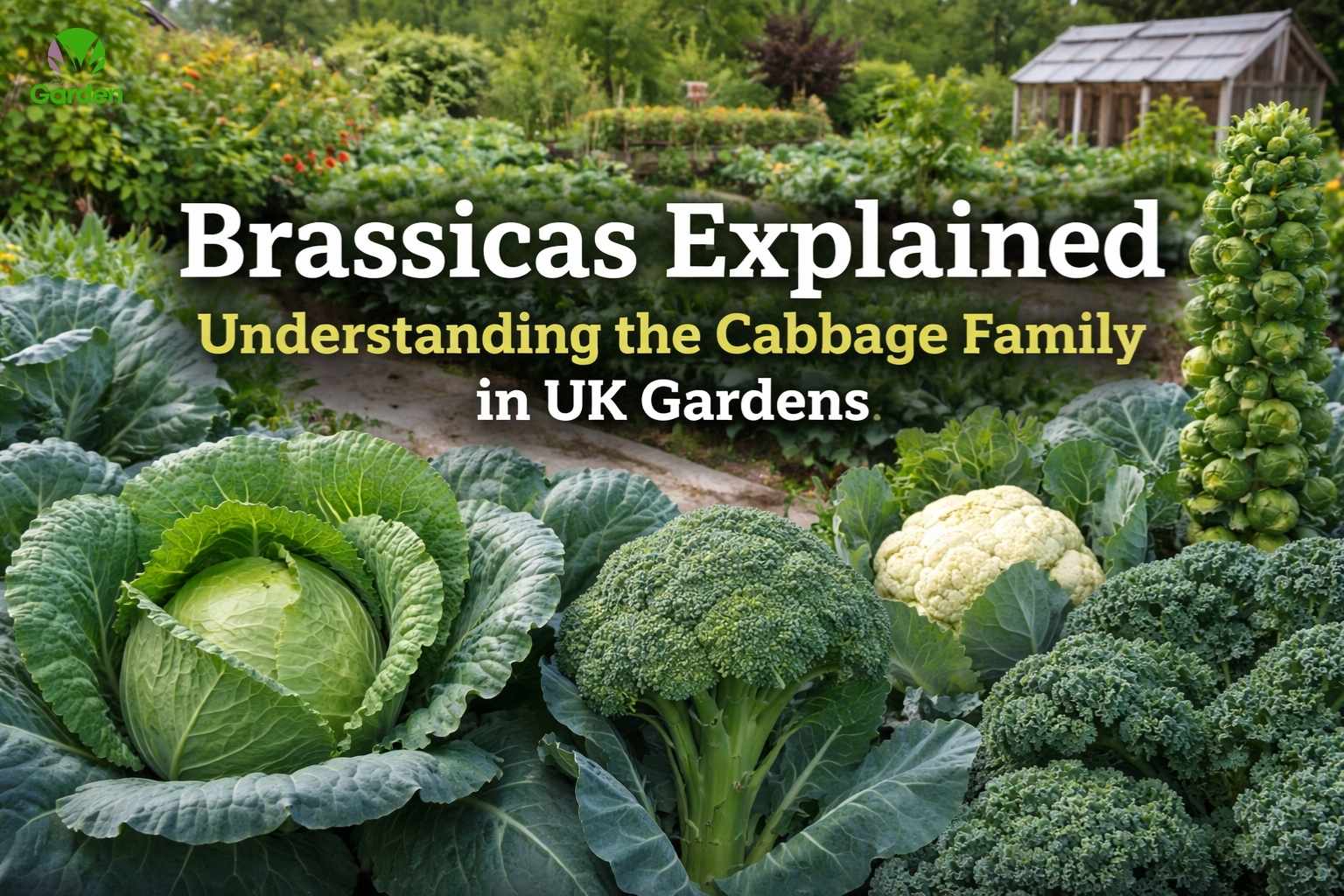 Healthy brassica crops including cabbage, broccoli, cauliflower, kale and Brussels sprouts growing in a UK vegetable garden
