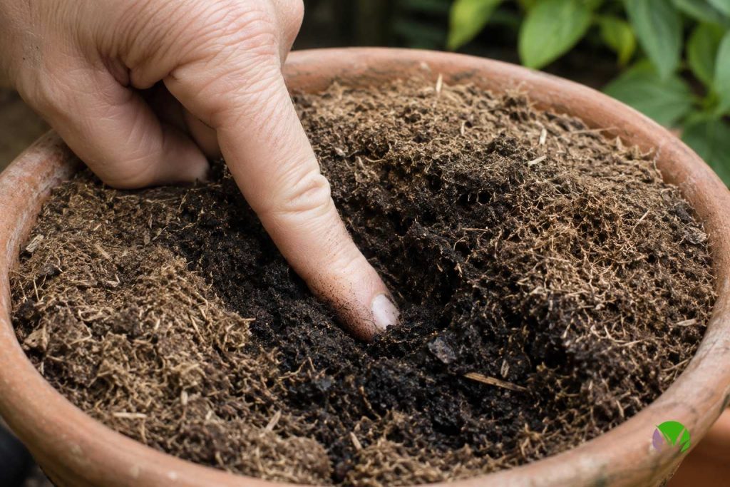Finger testing moisture below the dry surface of peat-free compost in a pot