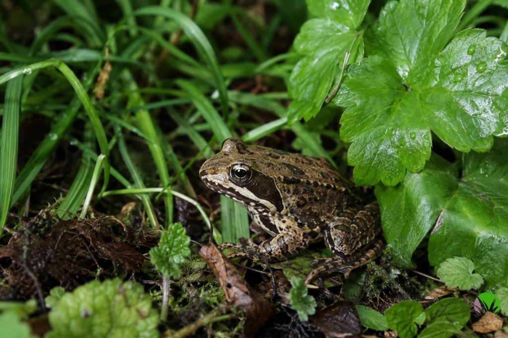 A common frog in a damp UK garden, a natural predator that helps control slugs