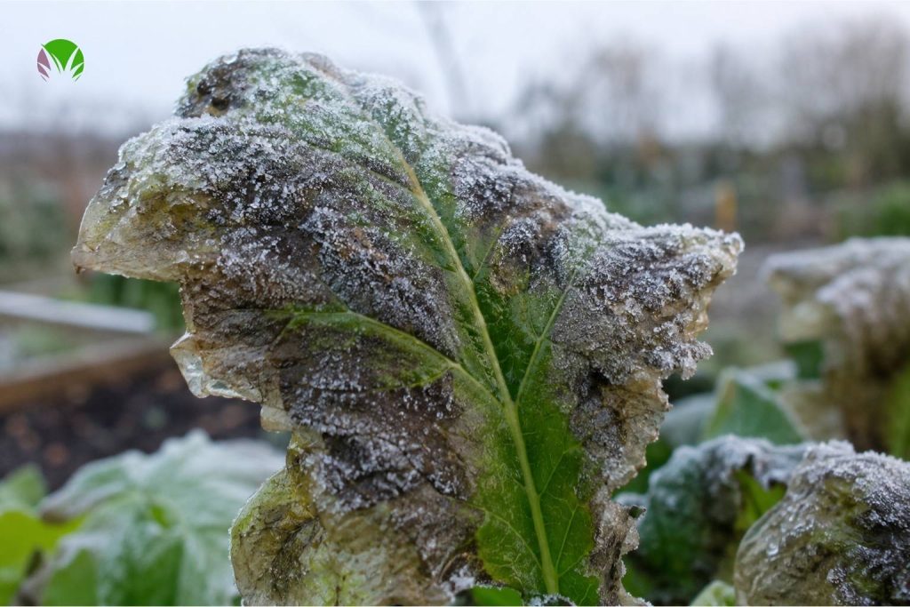 Frost damaged vegetable leaves in a UK garden showing blackened and translucent tissue after a cold night