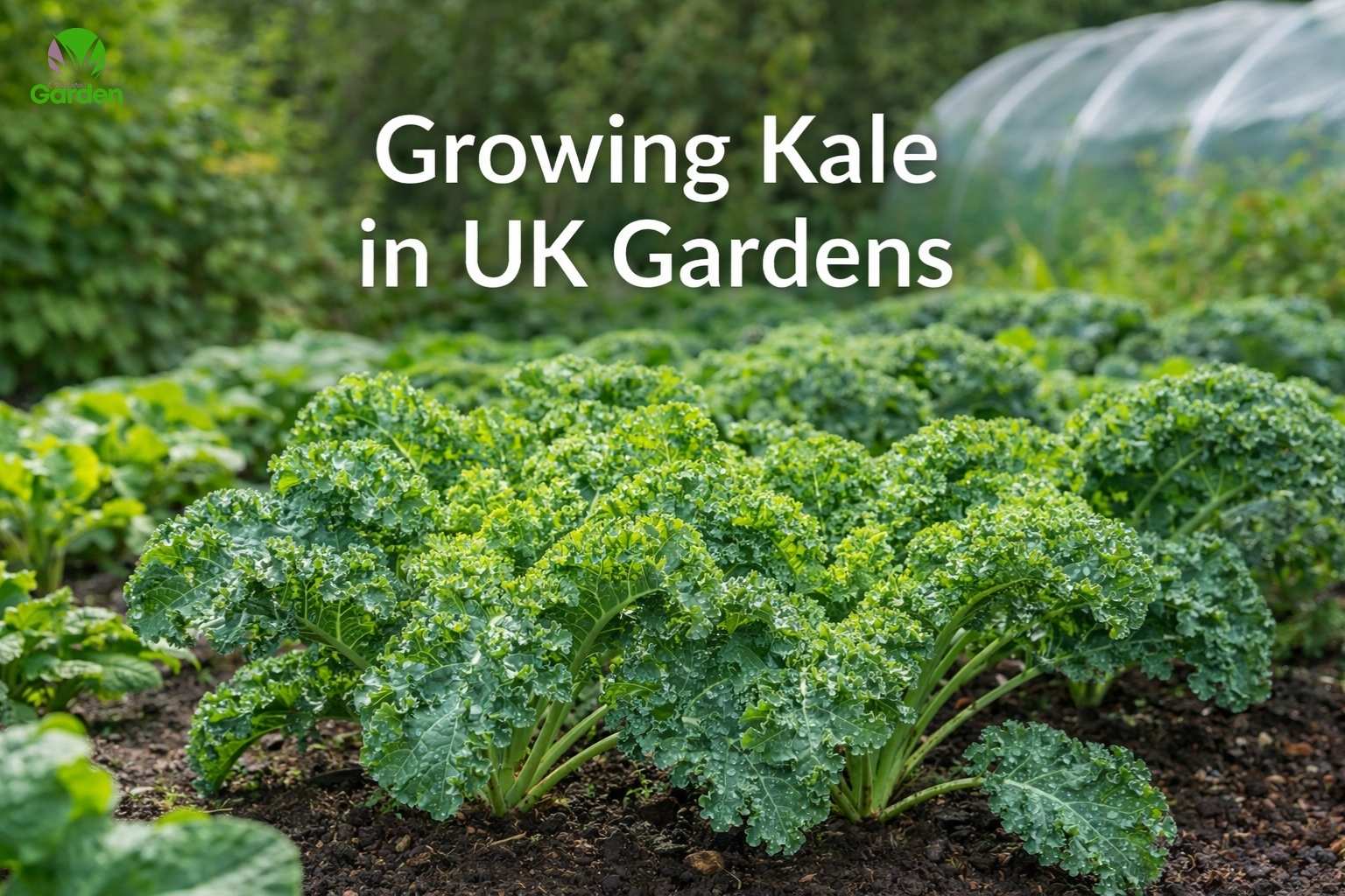 Growing kale in UK gardens with healthy leafy plants in a vegetable bed