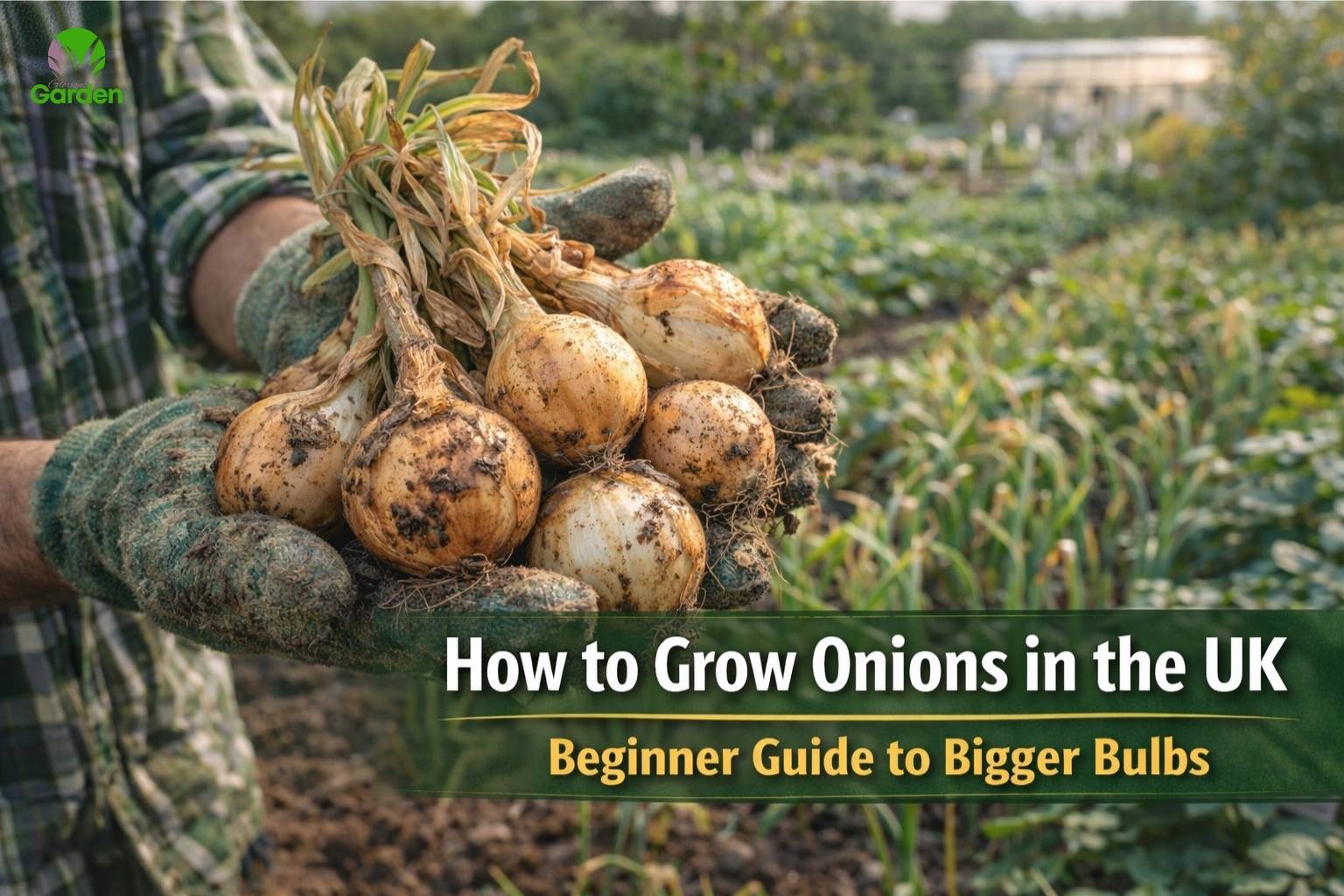 Growing onions in a UK garden with freshly harvested onion bulbs and healthy foliage