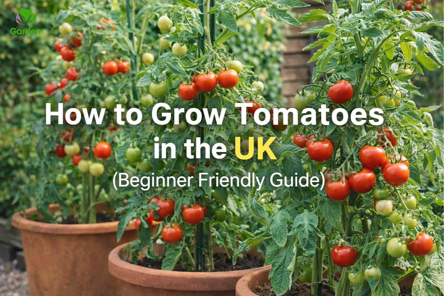 Tomato plants growing in pots in a UK garden with ripe red tomatoes