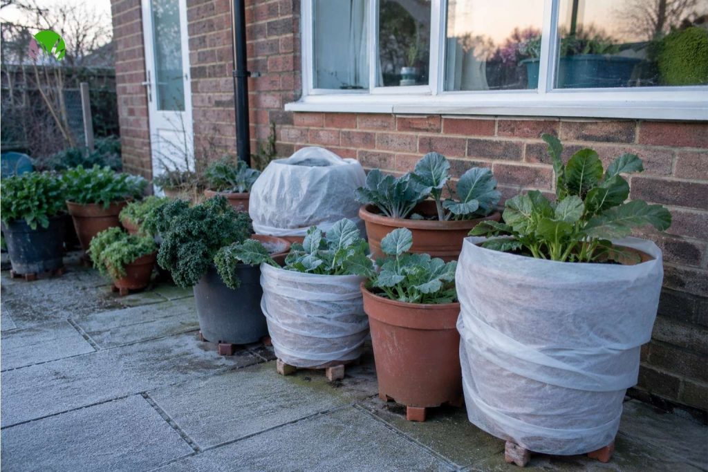 Potted vegetable plants grouped against a house wall and wrapped for frost protection on a UK patio