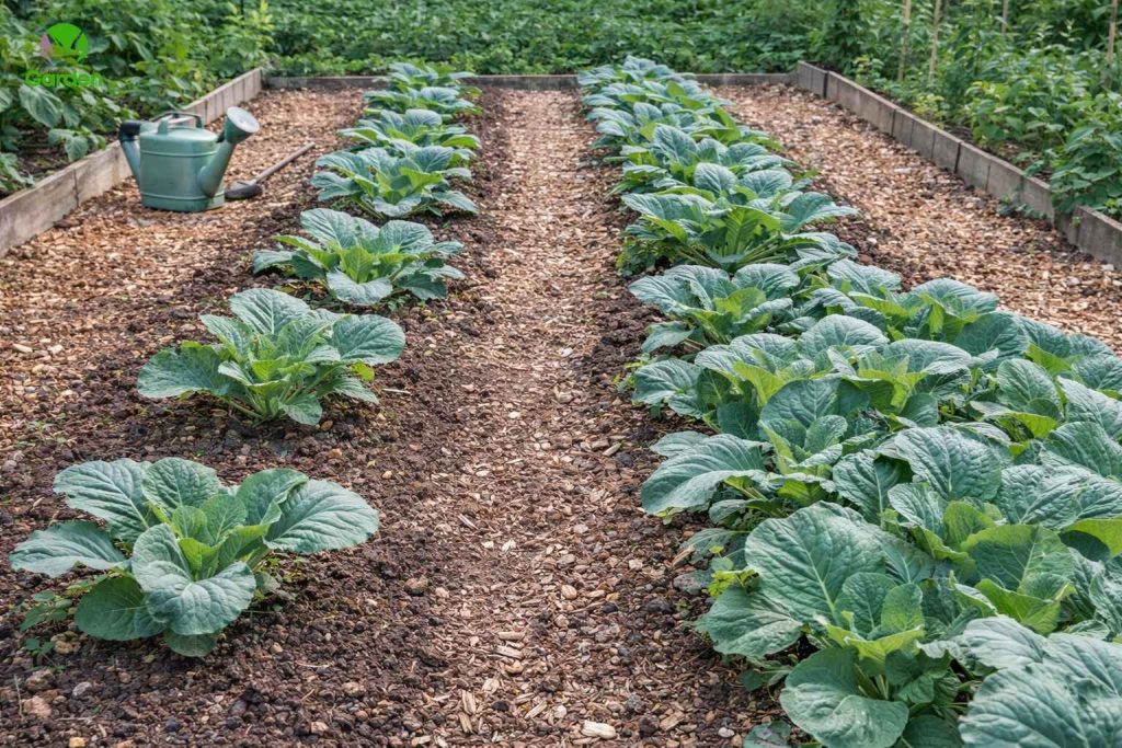 Row spacing for brassicas showing clear access paths in a UK vegetable garden
