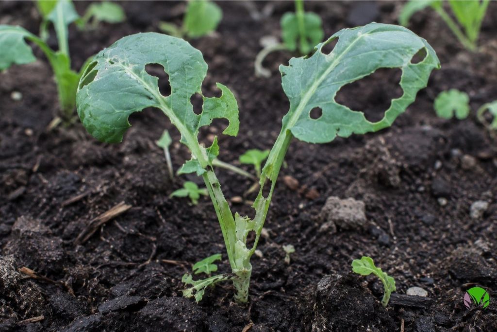 Slug damage on a young vegetable seedling showing chewed leaves in a UK garden