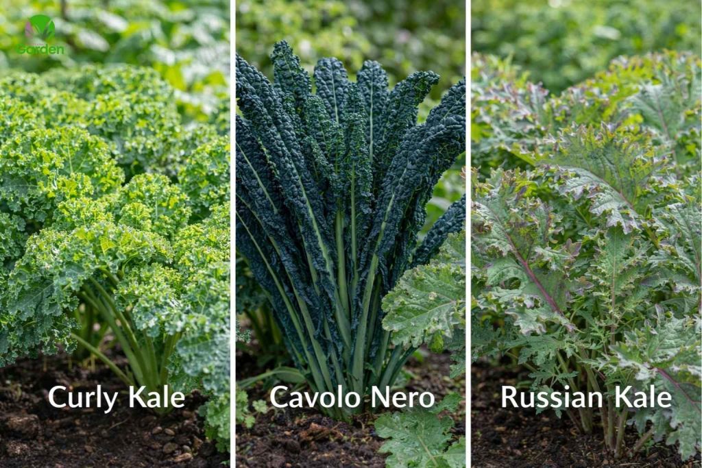 Different types of kale grown in UK gardens including curly kale, cavolo nero and Russian kale