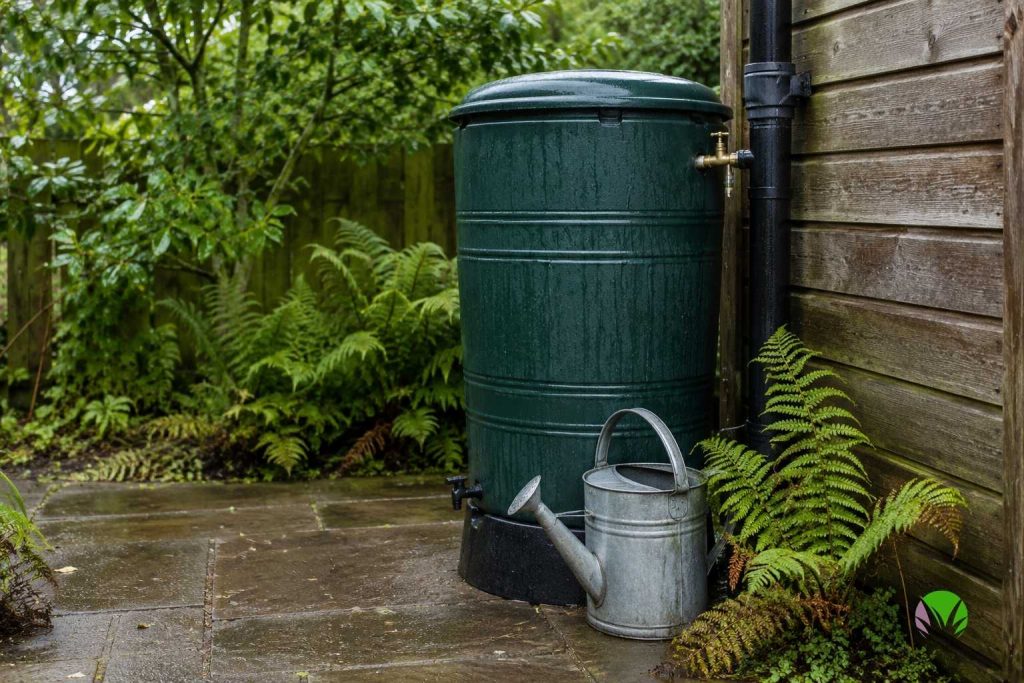 Green water butt collecting rainwater from a downpipe in a UK garden