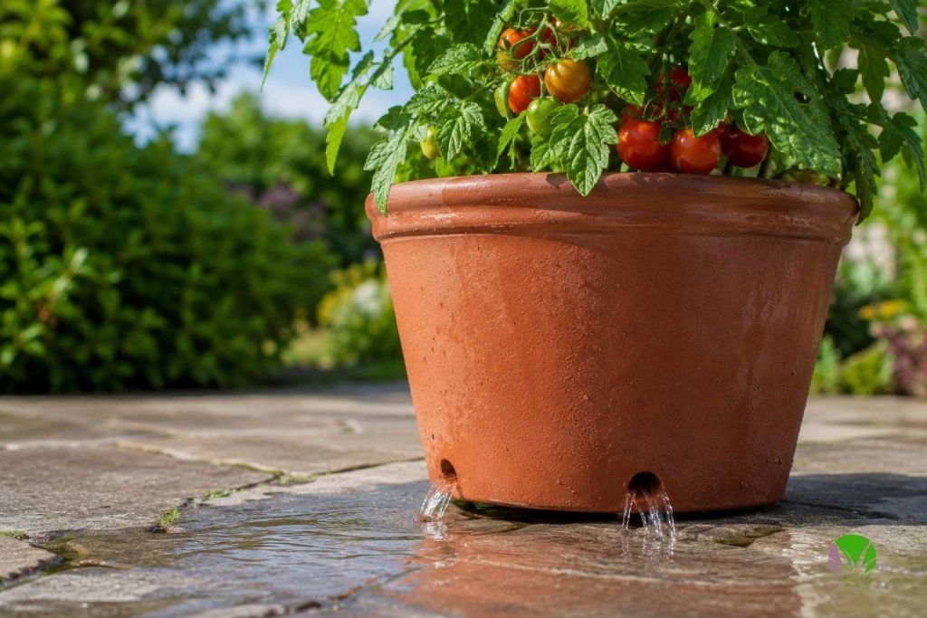 Water running from the drainage holes of a terracotta pot being watered