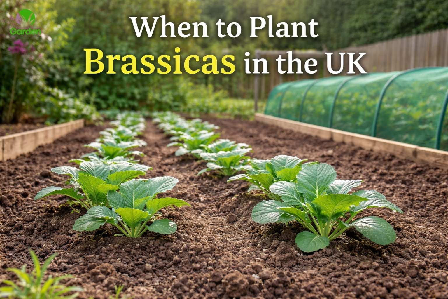 Young brassica plants growing in a UK garden at the correct planting time