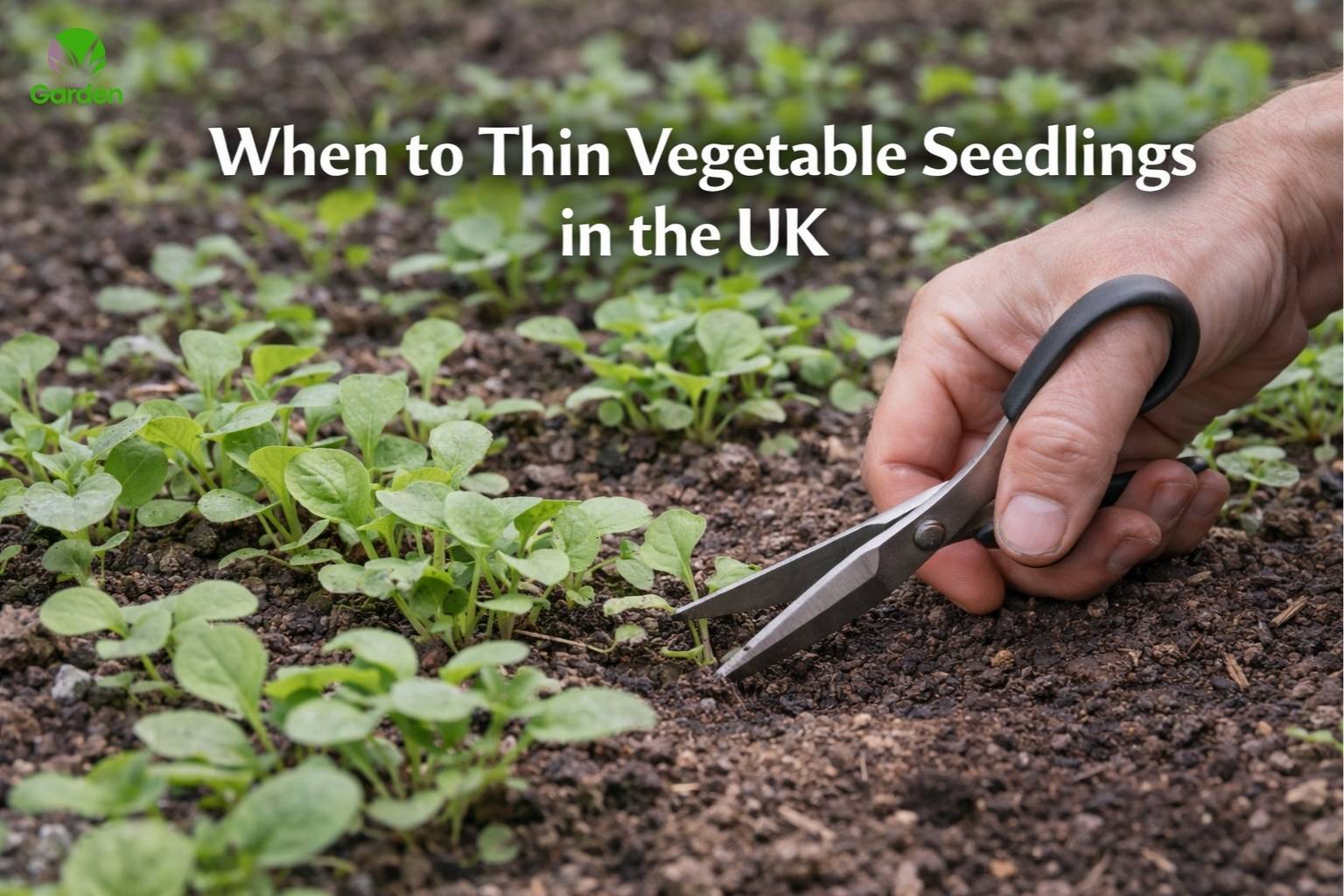 Thinning vegetable seedlings in a UK garden by cutting overcrowded plants at soil level