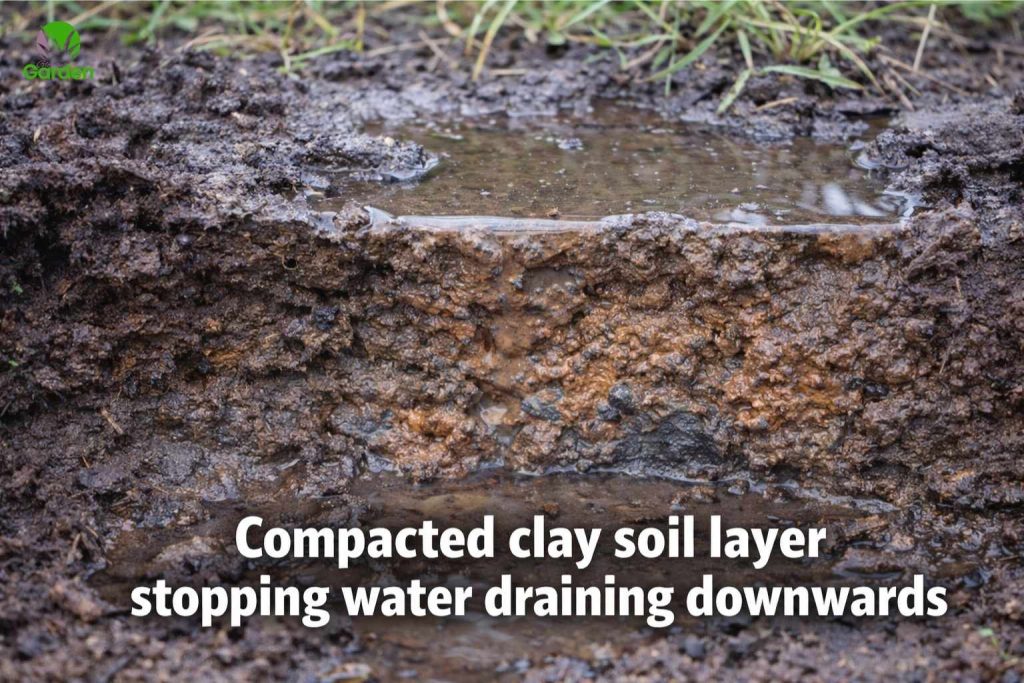 Compacted clay soil layer preventing water from draining downward