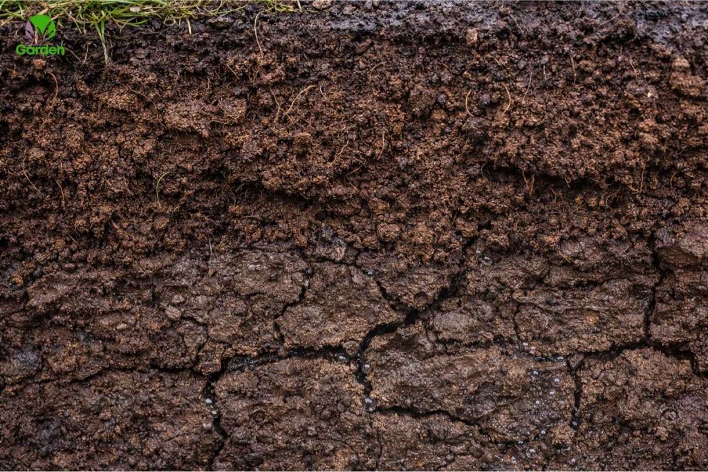 Compacted garden soil layer blocking water from draining downward