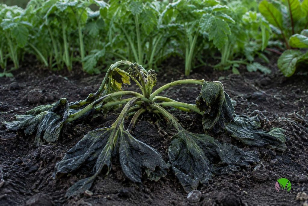Frost-damaged courgette plant killed by a single late frost