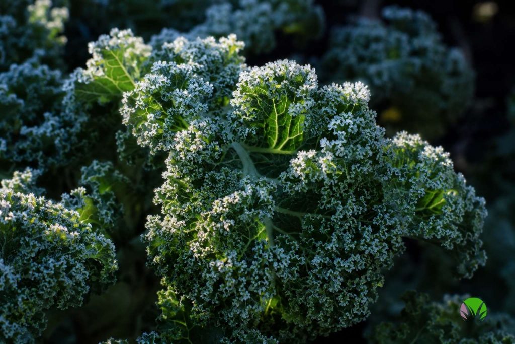 Frost-hardy kale, a vegetable that survives late frost, leaves rimmed with ice