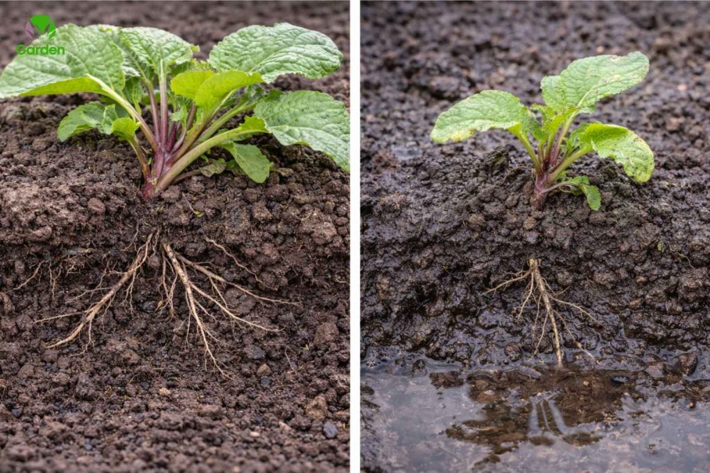 Slow-growing vegetable plant compared with healthy growth in a UK garden bed