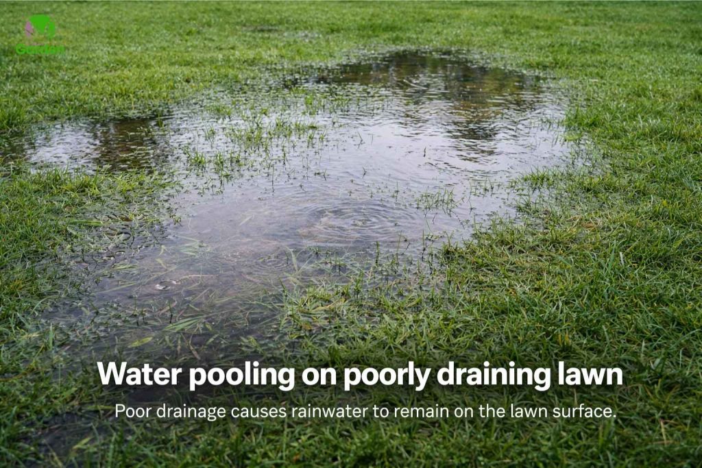 Standing water pooling on a lawn due to poor drainage