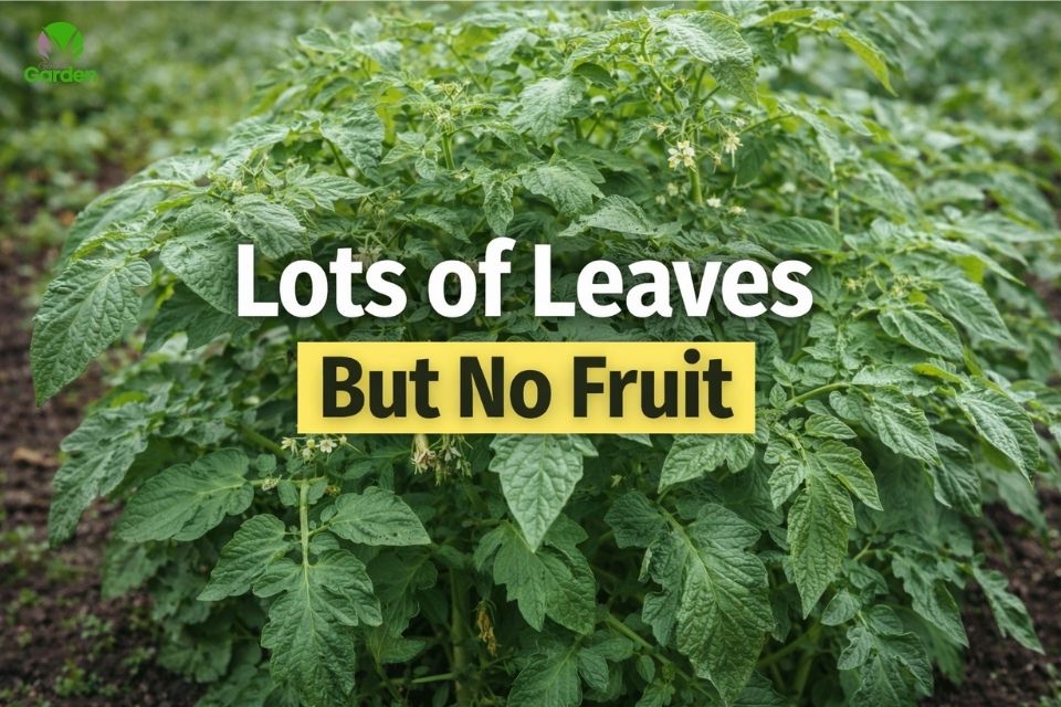 Vegetable plant with lush green leaves but no fruit forming, showing why crops fail to develop in garden soil.