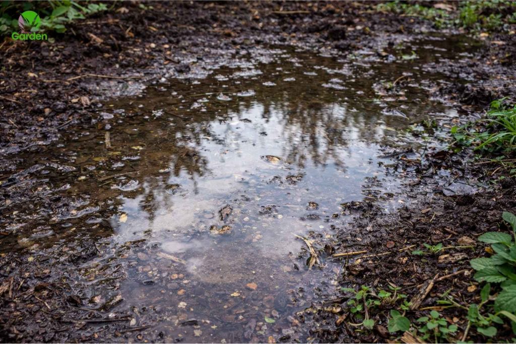 Water pooling on garden soil due to poor drainage