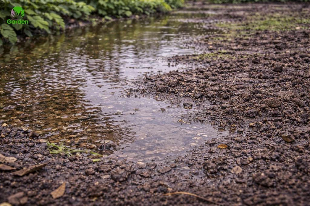 Water sitting on compacted garden soil showing poor drainage