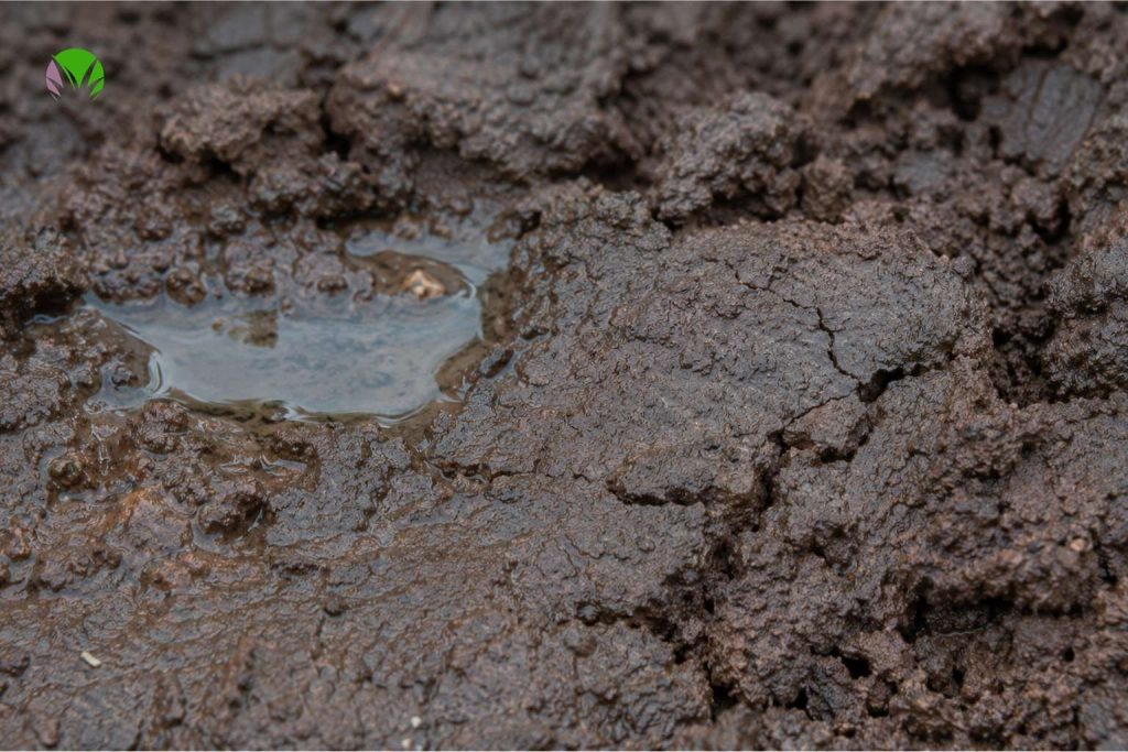 Wet heavy clay soil in a UK garden showing the dense saturated texture that stays cold in spring