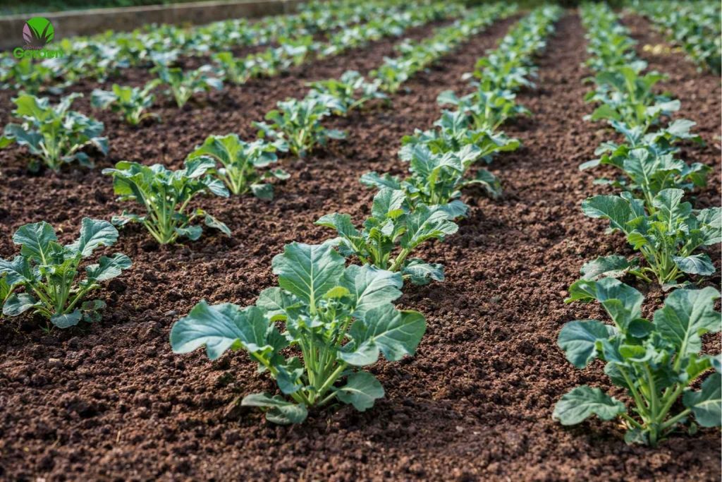 Young broccoli plants growing in rows in a UK vegetable garden bed