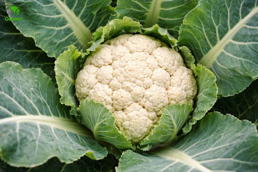 close up of cauliflower head growing inside green leaves in a UK vegetable garden