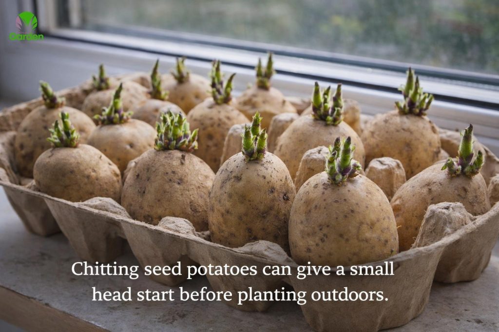 Seed potatoes chitting in an egg carton with short green shoots before planting in the UK