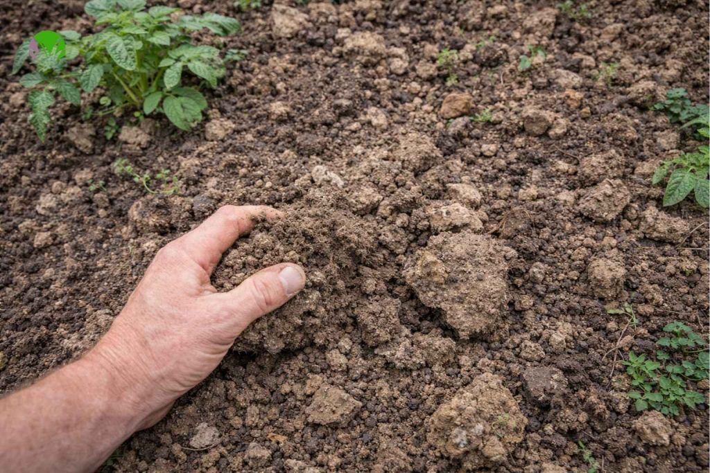 Compacted soil affecting potato growth in a UK garden