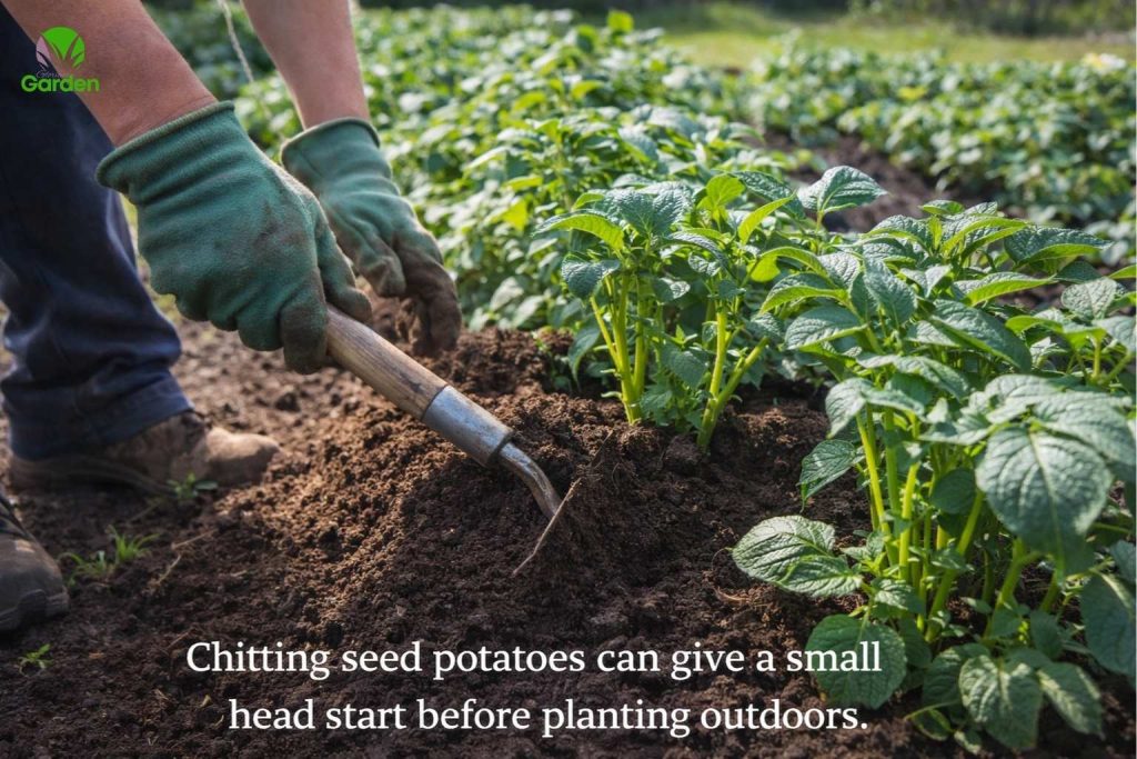 Gardener earthing up young potato plants in a UK vegetable garden