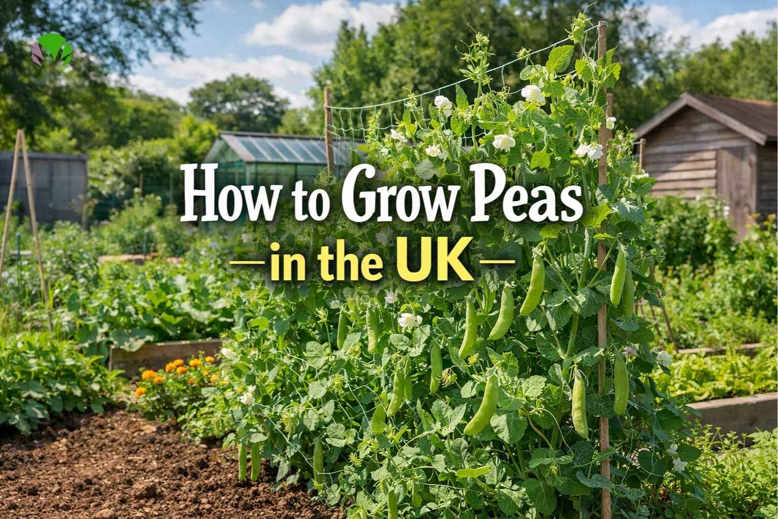 How to grow peas in the UK featured image showing healthy pea plants growing in a garden