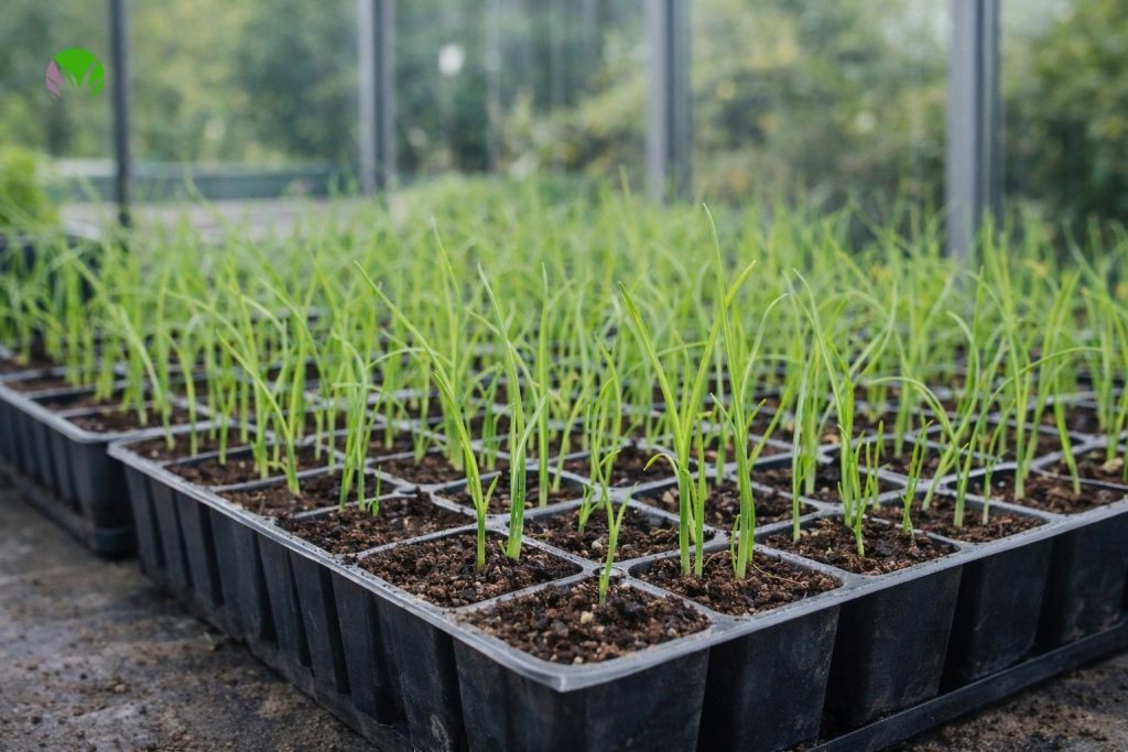 leek seedlings growing in trays indoors in early spring in the UK