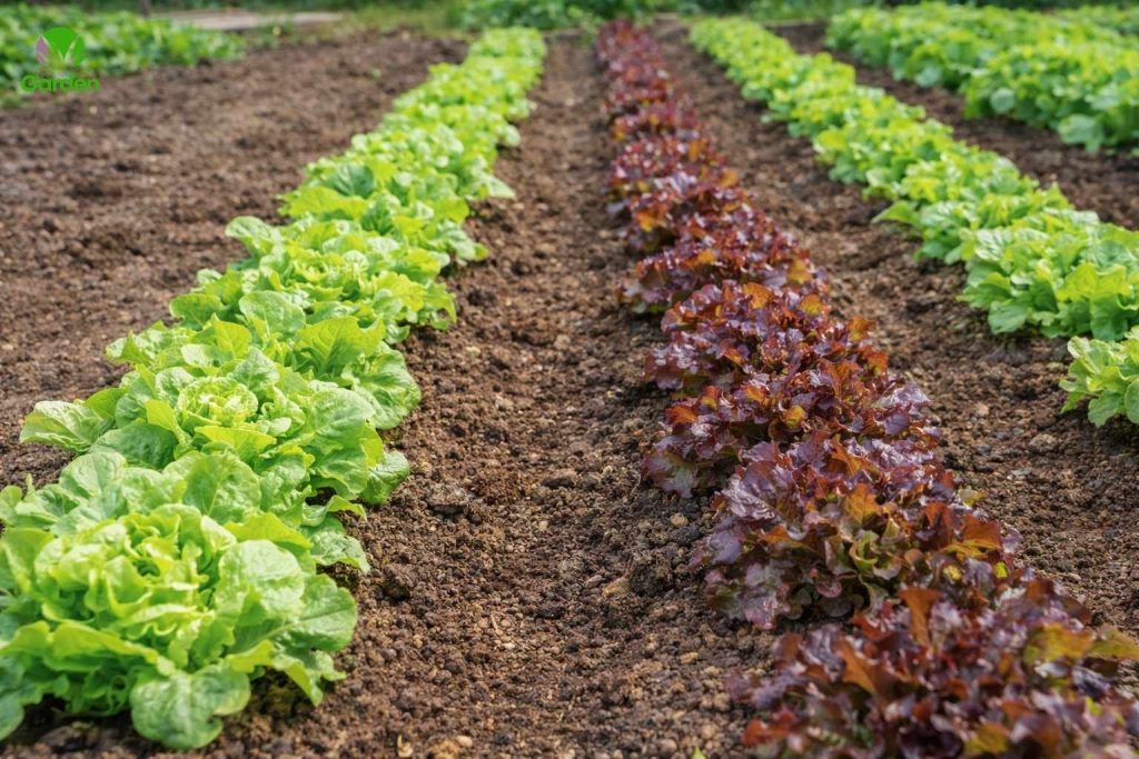 Rows of young lettuce plants growing in a UK vegetable garden bed during the spring growing season