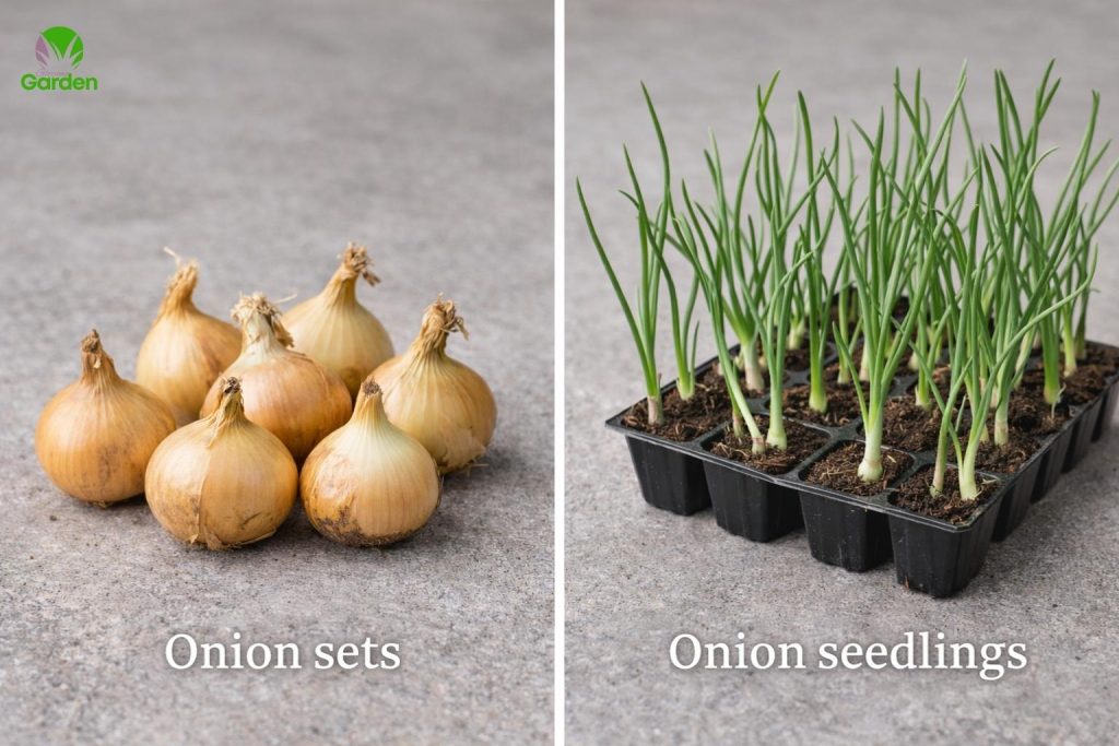 Onion Sets vs Onion Seedlings for UK Planting