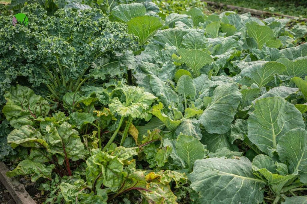 Overcrowded vegetable plants in a UK garden bed