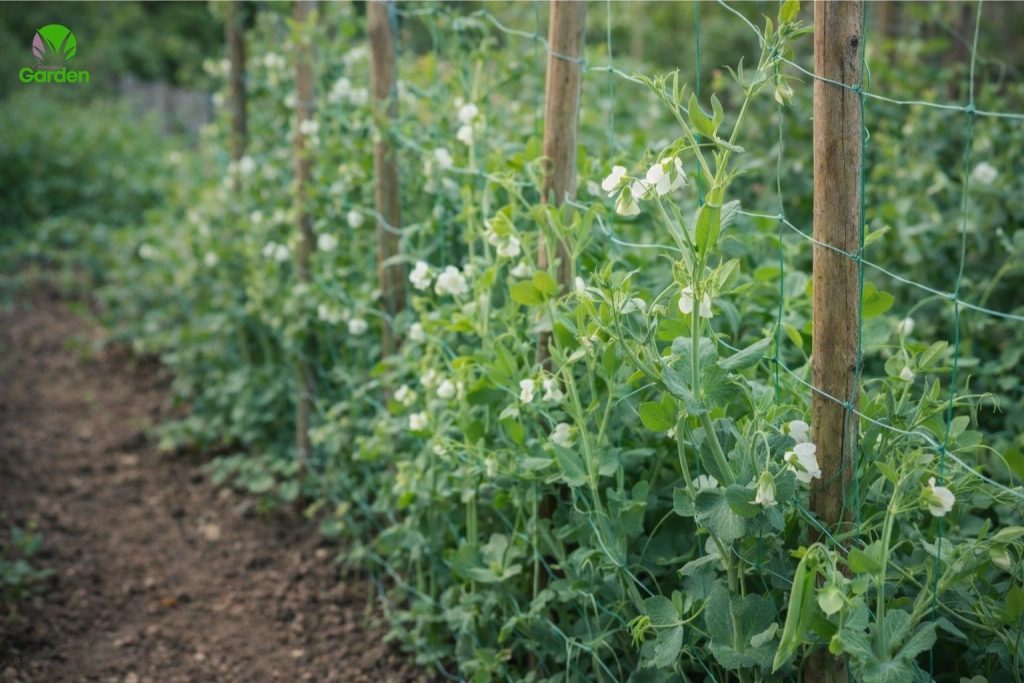 Pea plants climbing netting supports in a UK vegetable garden