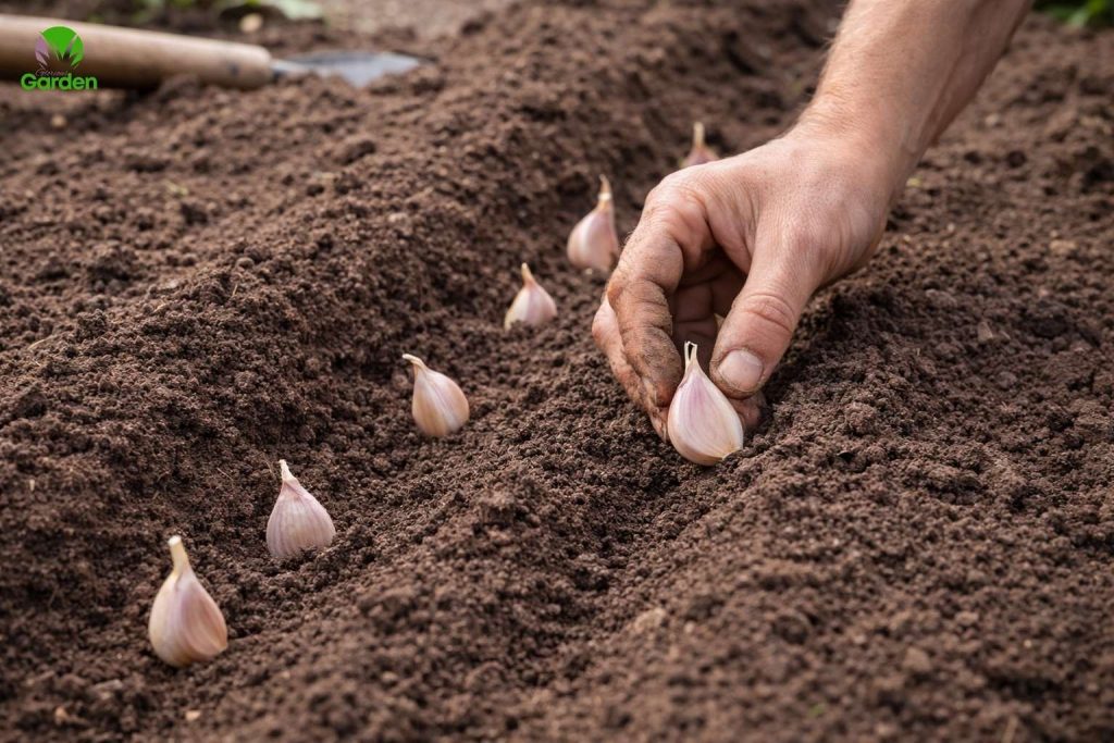 Hands planting garlic cloves into soil rows in a UK vegetable garden