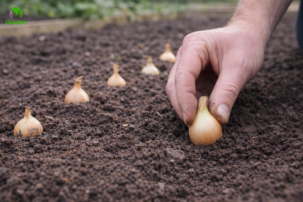 Planting onion sets in early spring in a UK vegetable garden