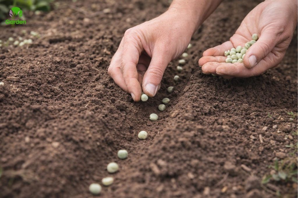 Hands planting pea seeds into garden soil rows in early spring