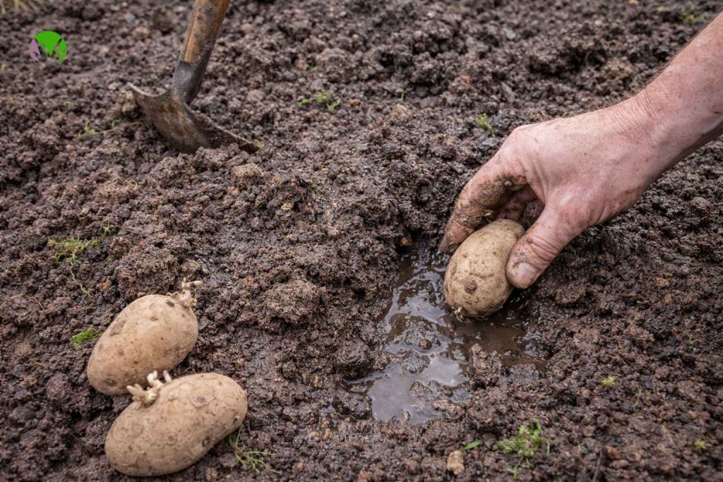 Planting potatoes into cold soil in a UK garden