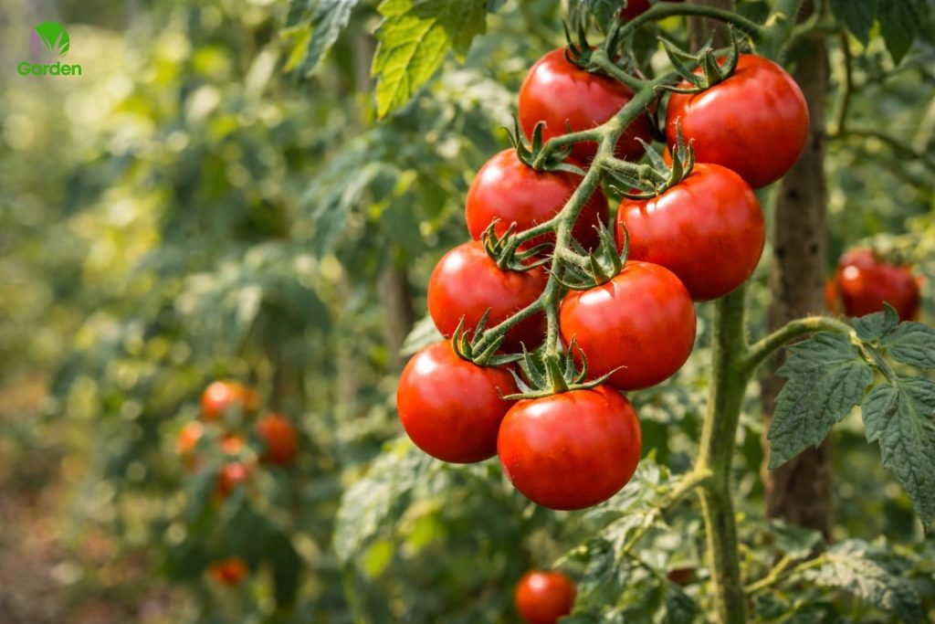 Ripe red tomatoes growing on a vine in a UK vegetable garden during summer harvest