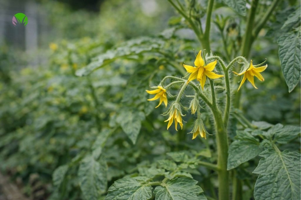 Tomato flowers but no fruit forming in a UK garden