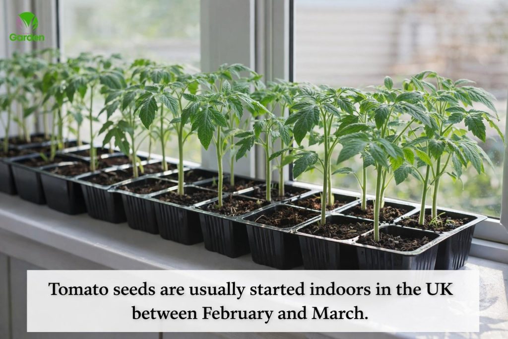 Tomato seedlings growing indoors in seed trays on a bright windowsill