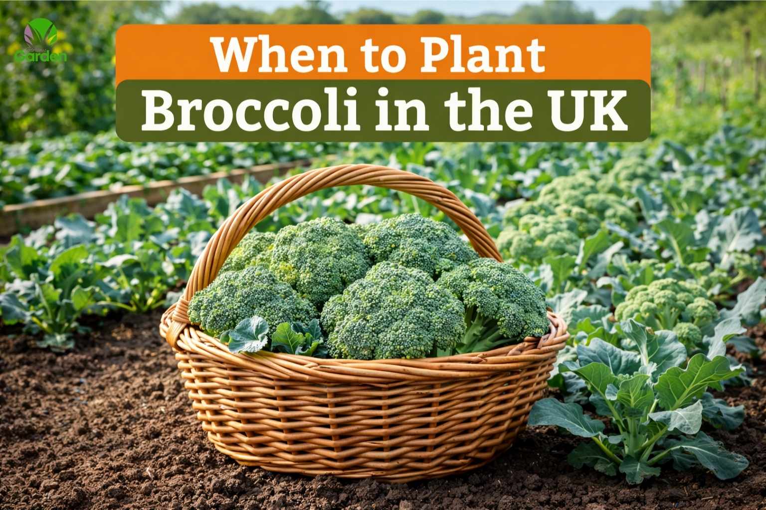 Basket of fresh broccoli heads in a UK vegetable garden showing when to plant broccoli in the UK