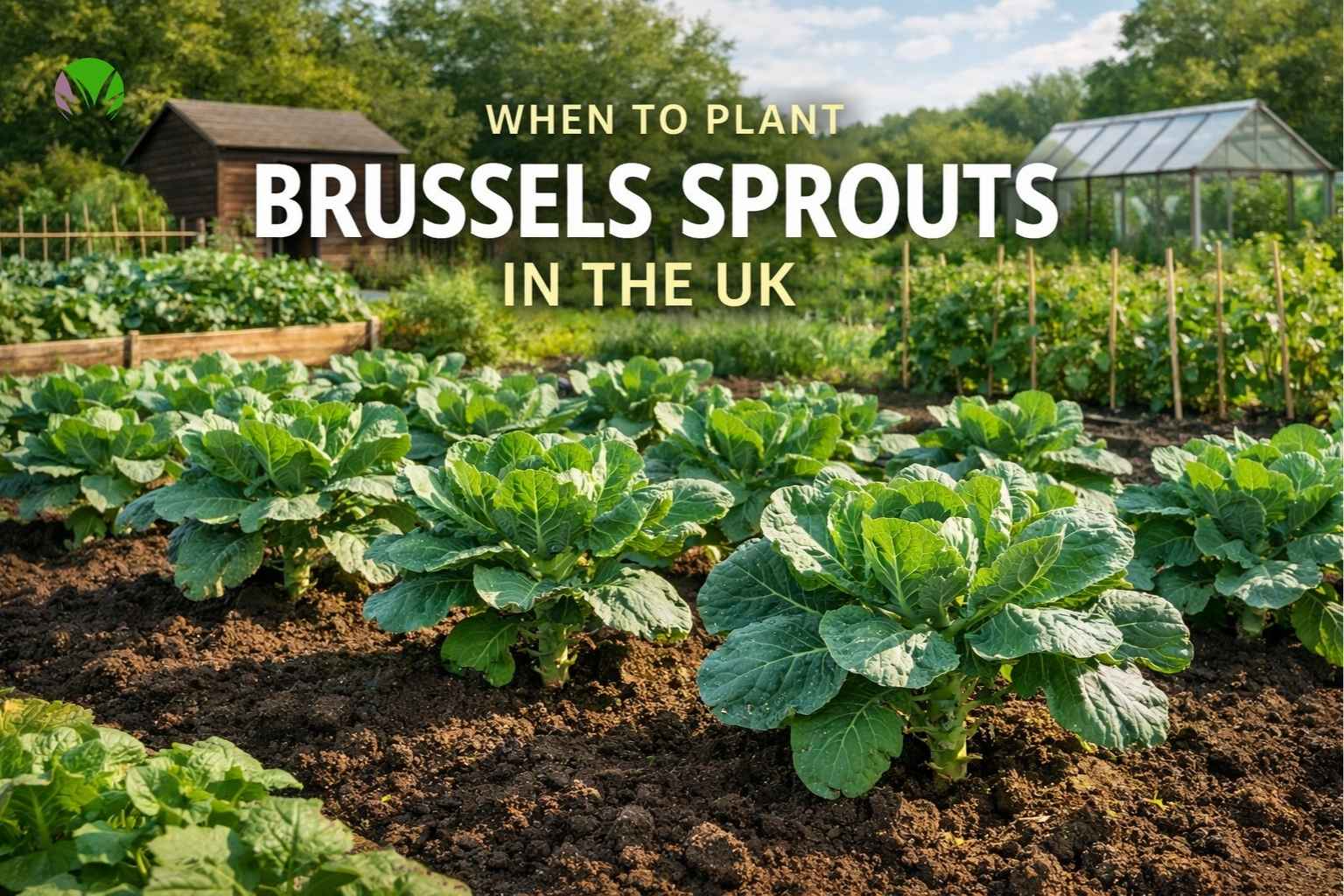 when to plant Brussels sprouts in the UK with healthy plants growing in a vegetable garden
