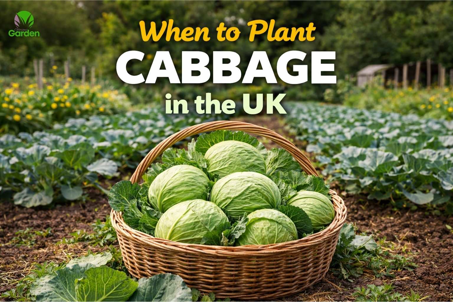 Basket of fresh cabbage heads in a UK vegetable garden showing when to plant cabbage in the UK