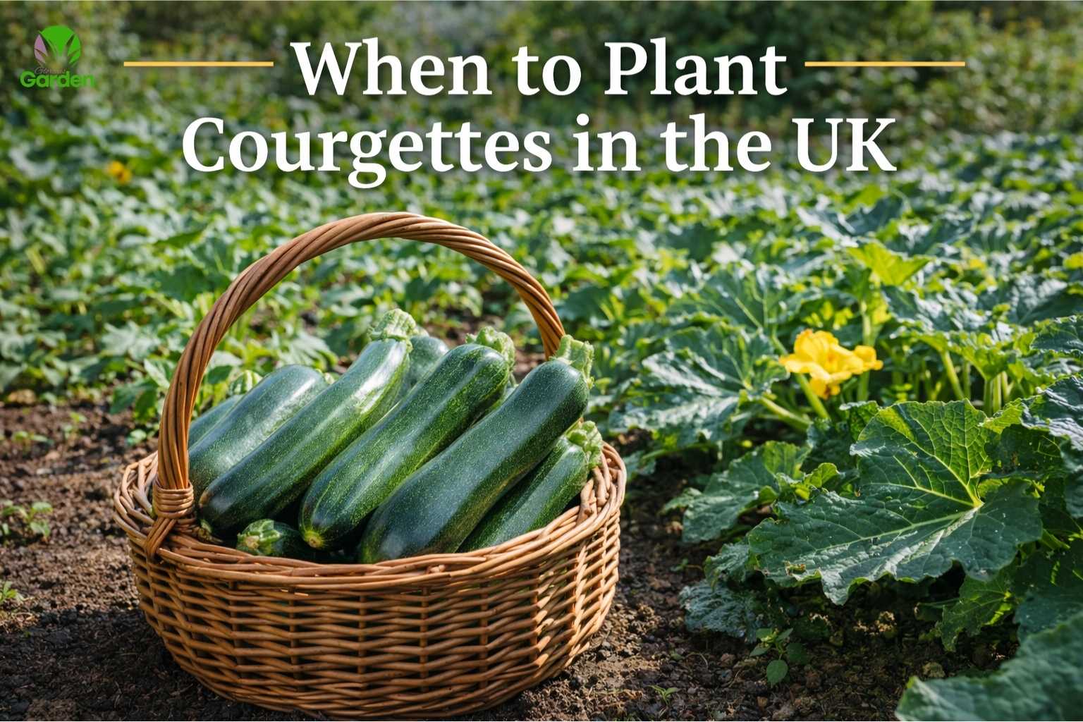 basket of freshly harvested courgettes in a sunny UK vegetable garden