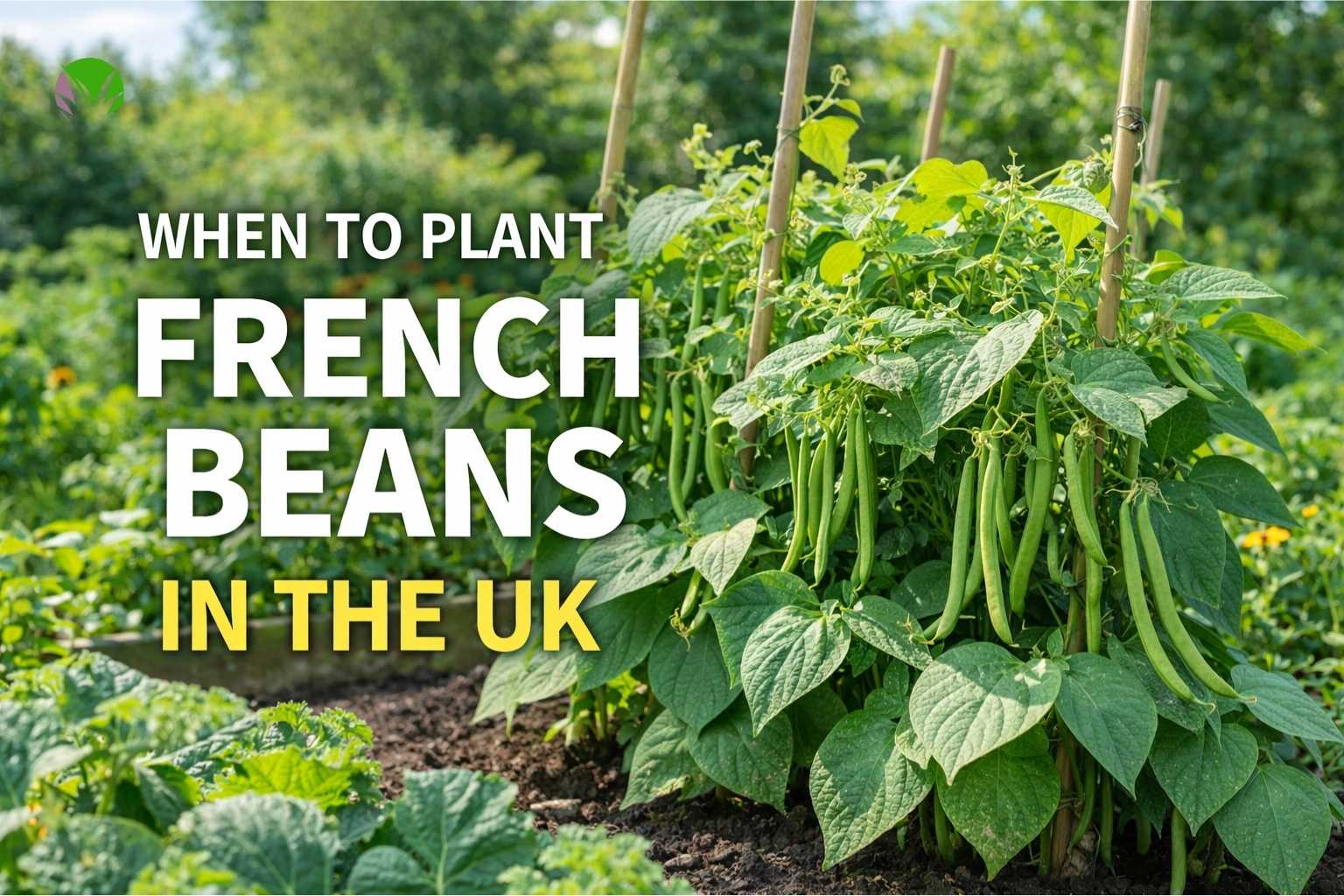 French bean plants growing in a UK vegetable garden