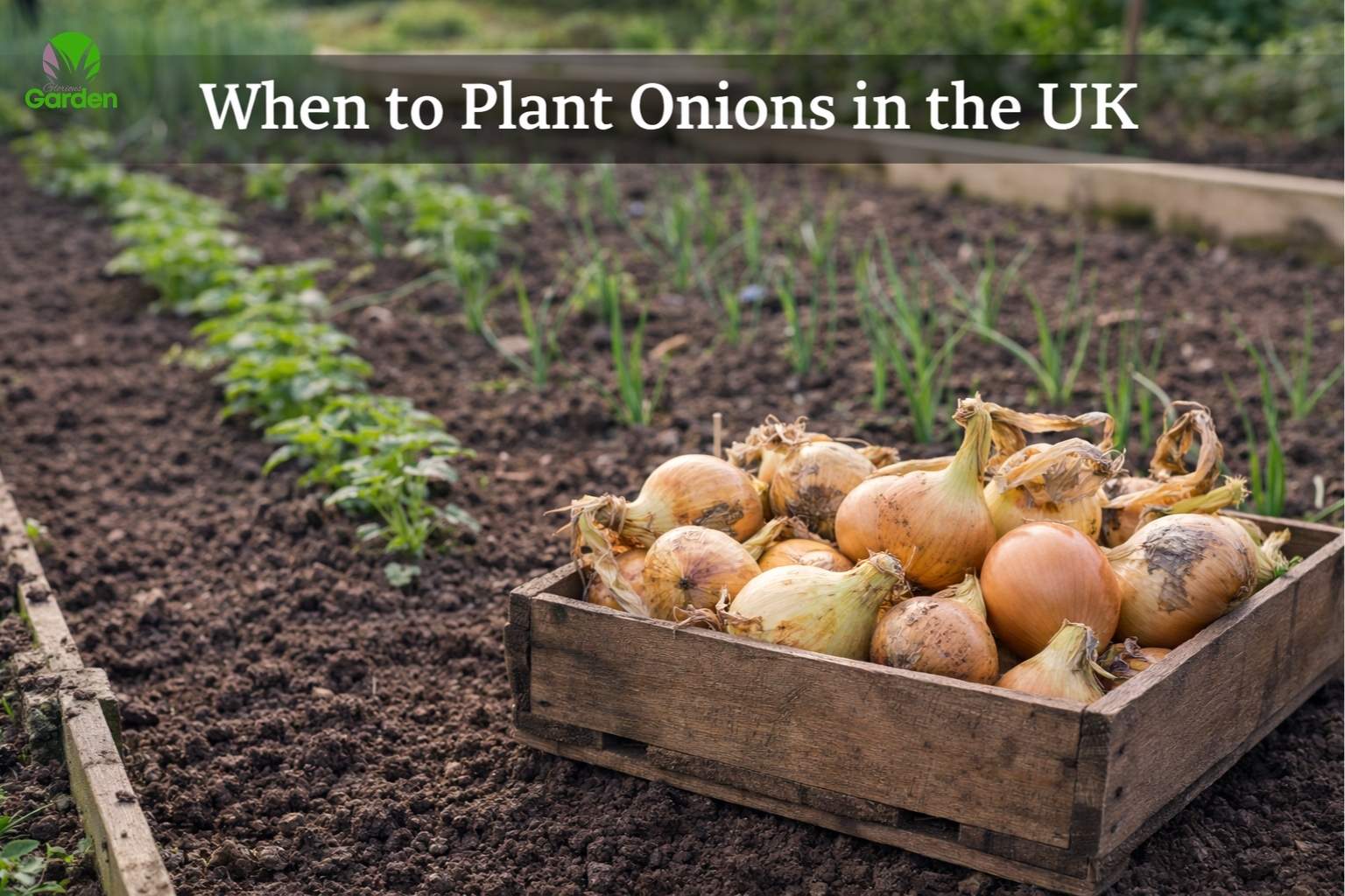Wooden crate of freshly harvested onions in a UK vegetable garden with young onion plants growing behind